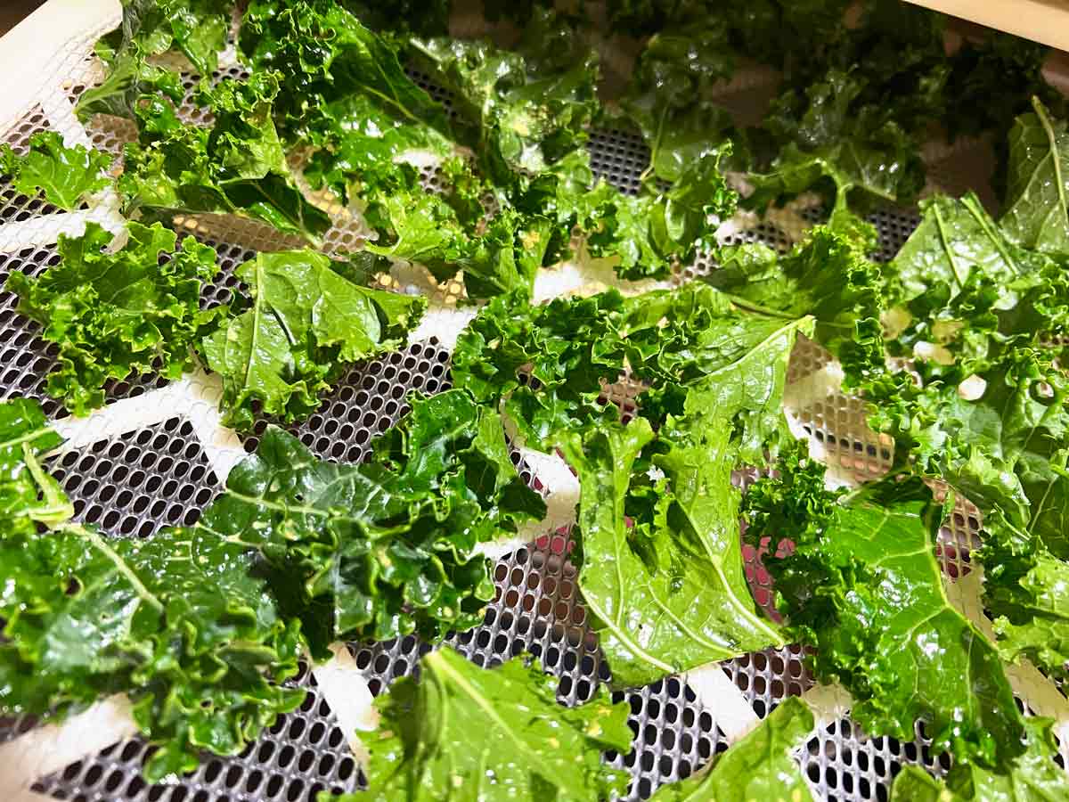 How to Make the BEST Kale Chips in Your Dehydrator! Little Daily Choices