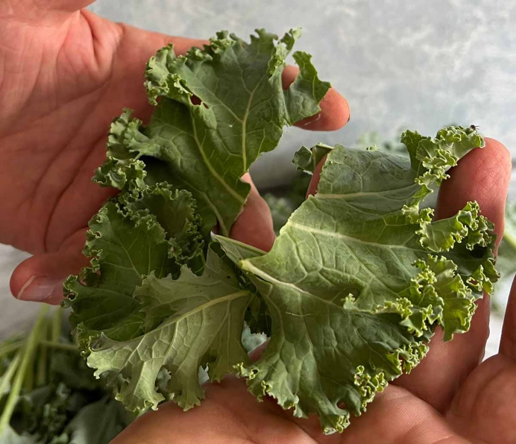 kale leaf with rib removed