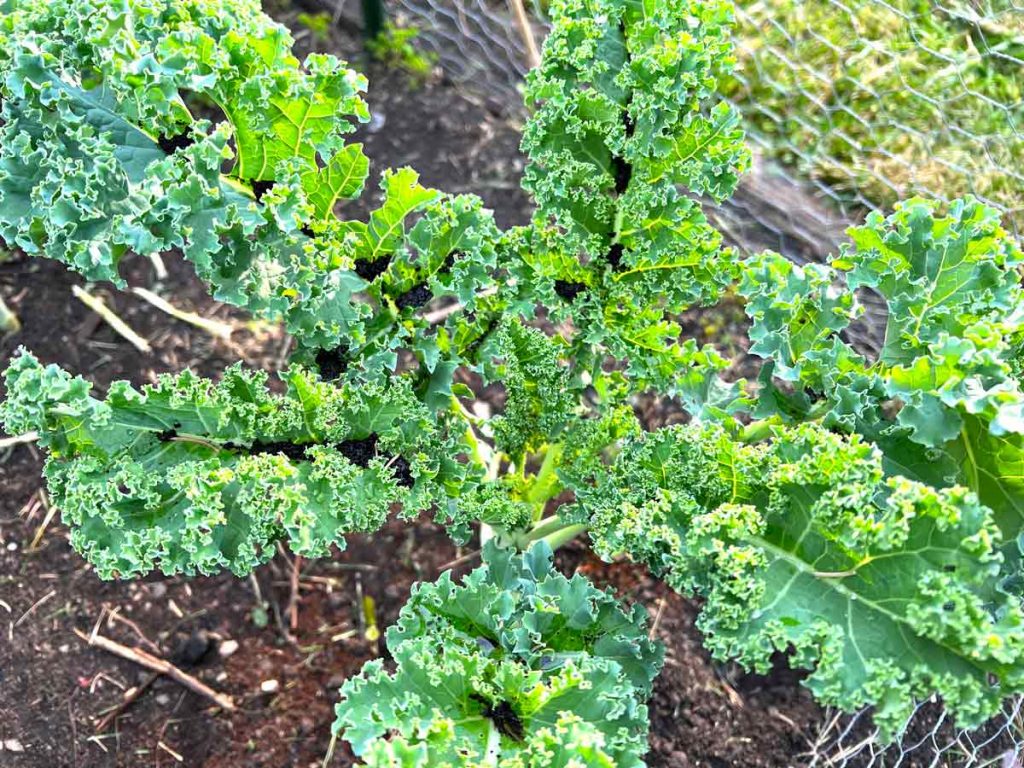 fresh kale growing in garden